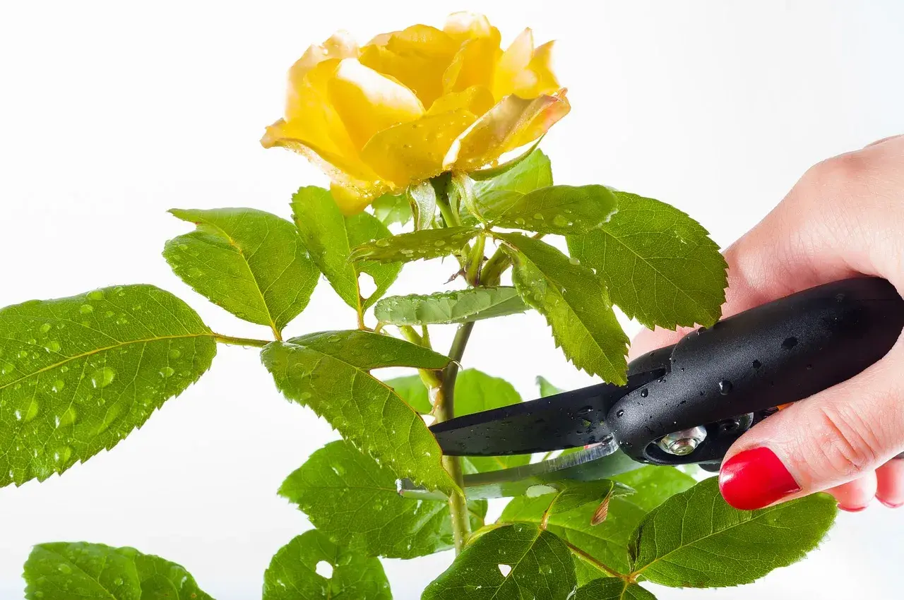 Mano con forbici nere pota una rosa gialla con gocce d'acqua sulle foglie. Momento ideale quando si potano le rose.