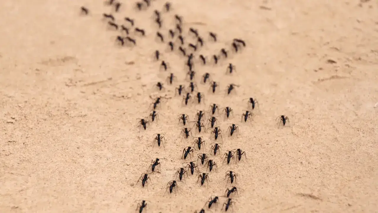 Formiche in marcia su terreno sabbioso. Forse cercano un repellente per formiche fai da te per evitare il loro percorso.