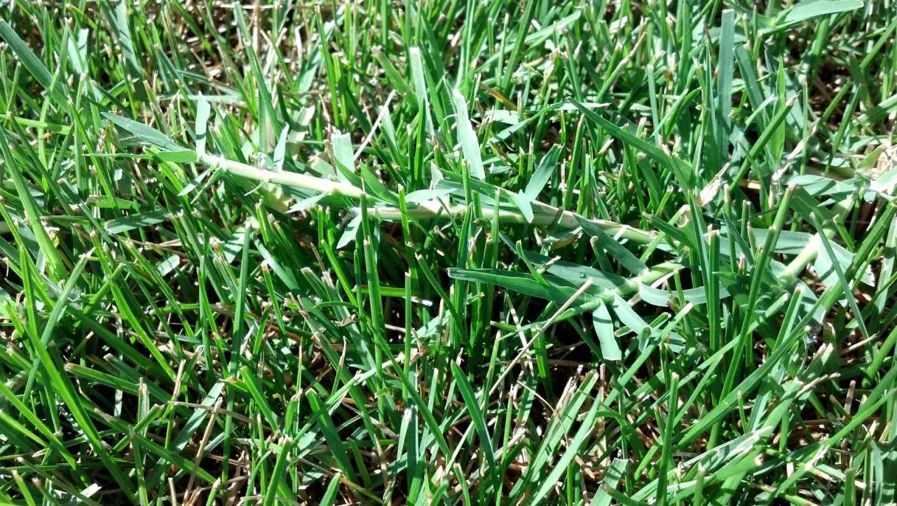 Un fusto di setaria infestante si allunga tra l'erba verde, un ospite indesiderato nel prato.