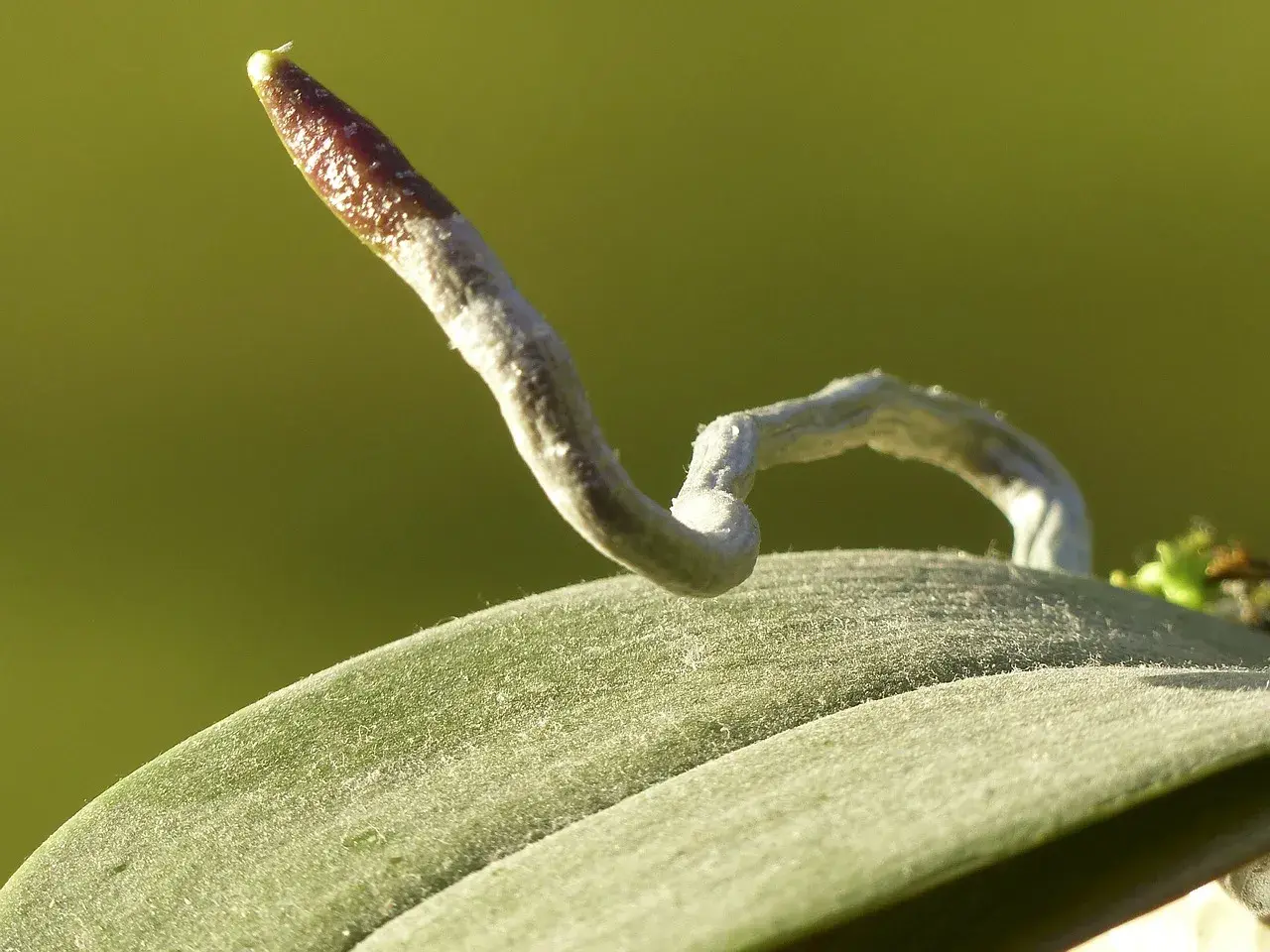 Radici di orchidee fuori dal vaso, che si allungano curiose verso la luce.