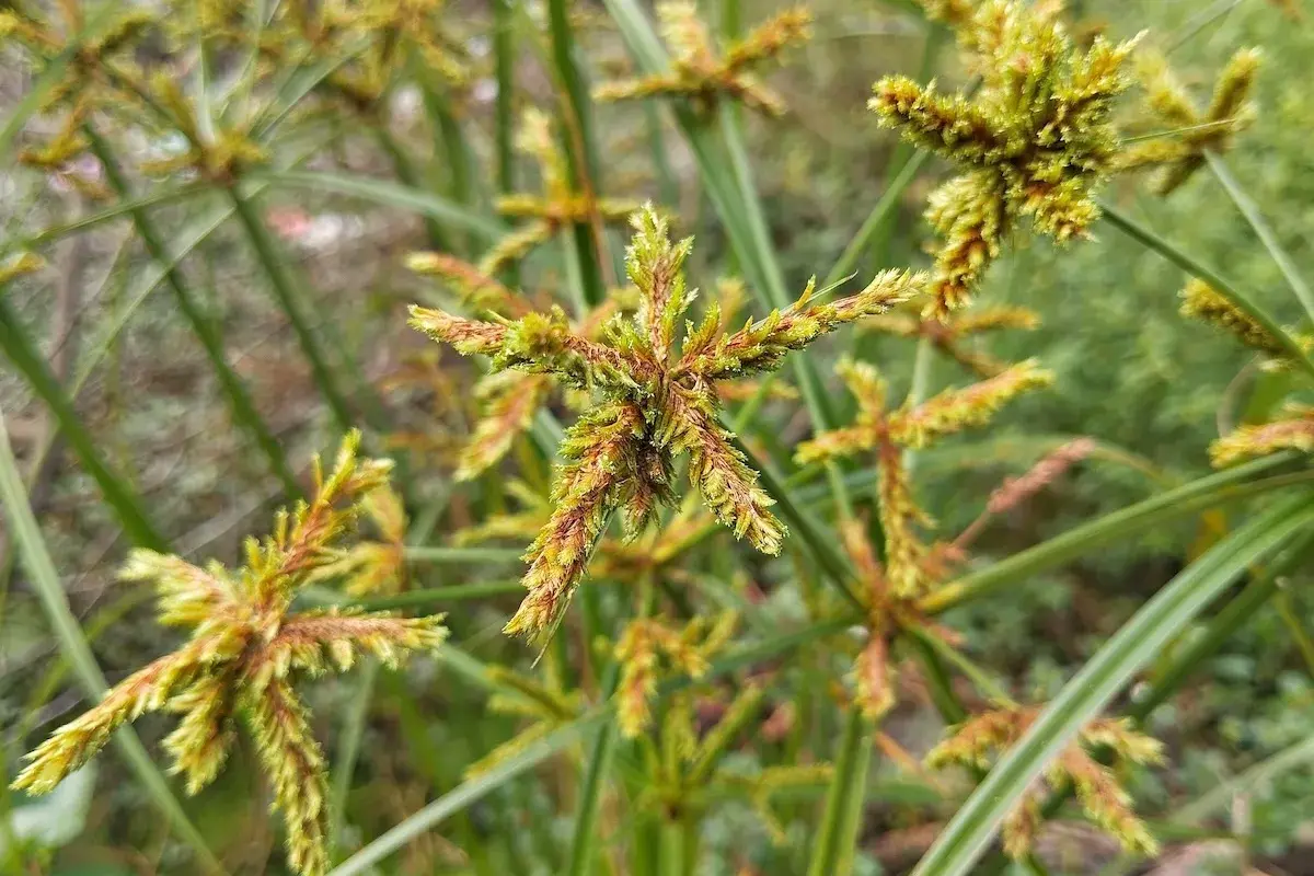 Fiori a stella del cipero infestante, con steli verdi e sottili che si intrecciano.