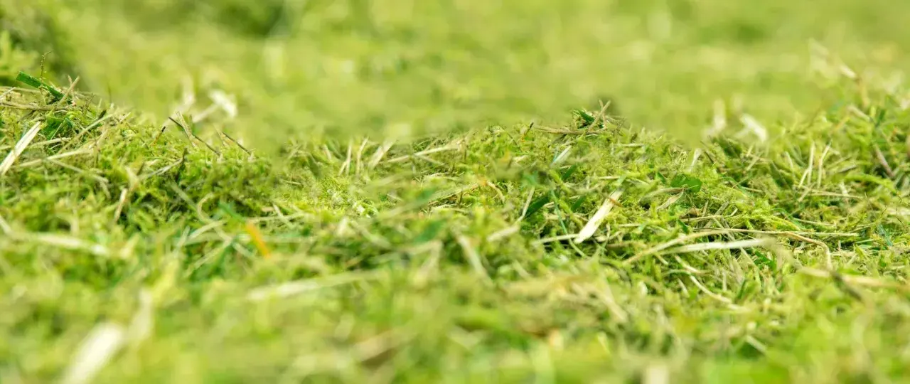 Erba appena tagliata, un tappeto verde e soffice. Il sale brucia l'erba, ma qui è solo un ricordo, un profumo di natura.