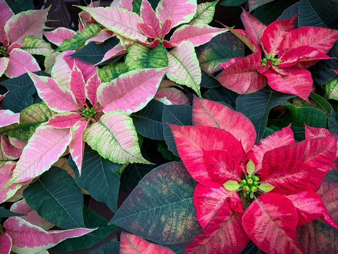 Fiori di stella di natale in estate, con petali rosa e rossi che contrastano con le foglie verdi scuro.