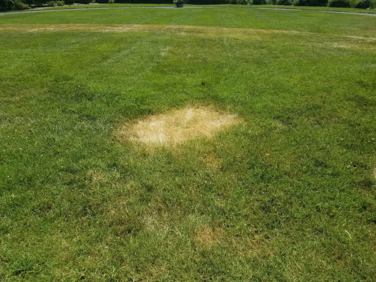 Macchie gialle su prato verde, sintomo di sclerotinia.