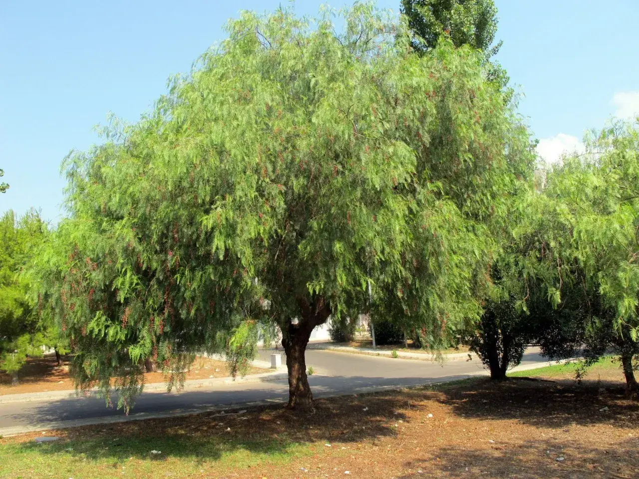 Un grande albero di falso pepe con bacche rosse, vicino a casa, cresce rigoglioso sotto un cielo azzurro.