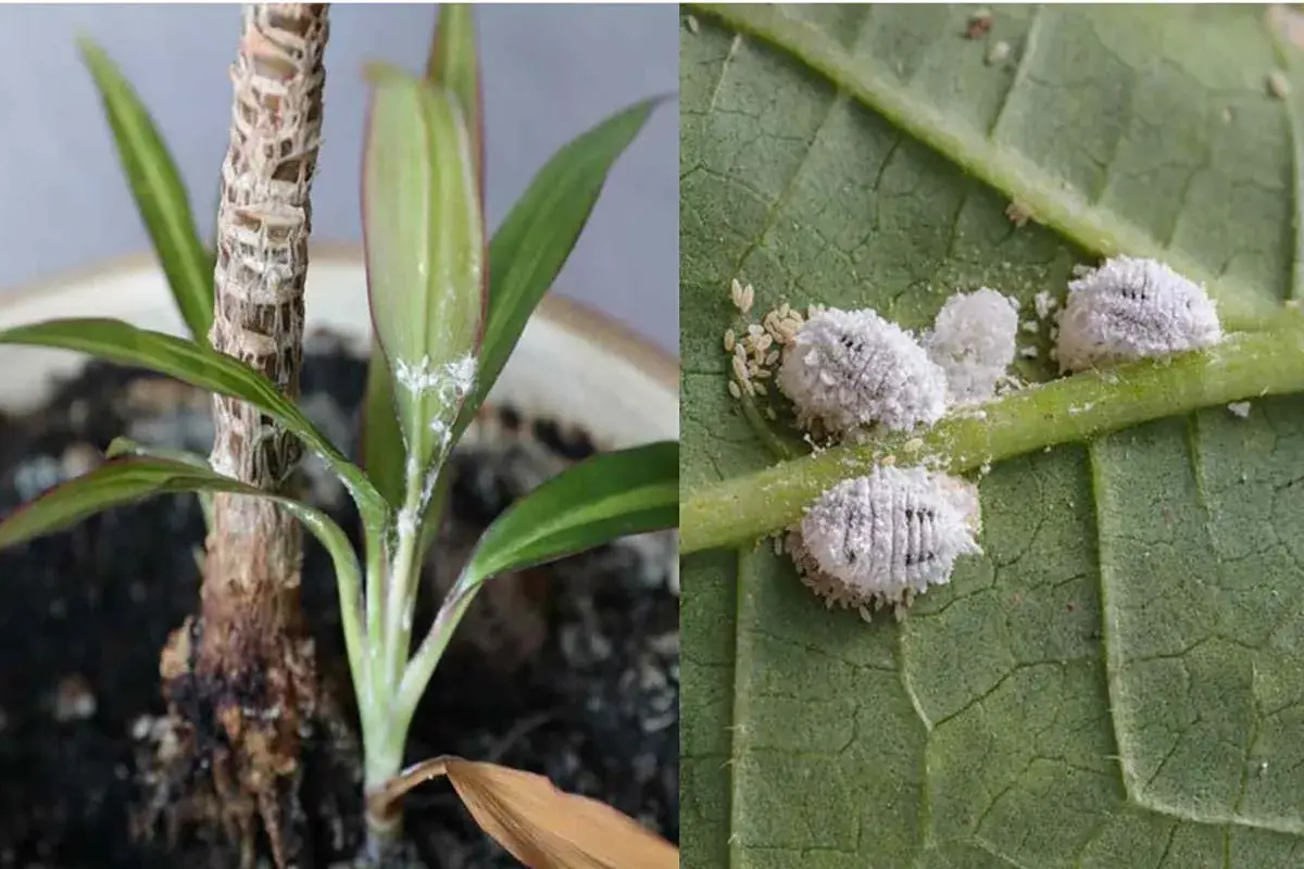 Insetti cotonosi infestano una pianta d'appartamento e una foglia, creando una patina bianca e lanuginosa.