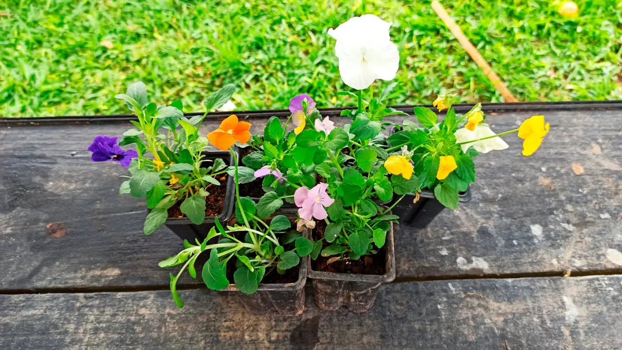 Viole fiori colorate in vasetti pronti per essere piantati, con un prato verde sullo sfondo.