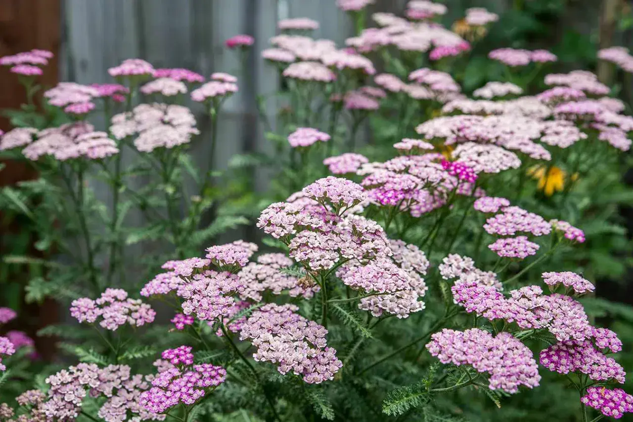 Un campo fiorito di achillea millefoglie rosa e bianchi, con foglie verdi frastagliate.