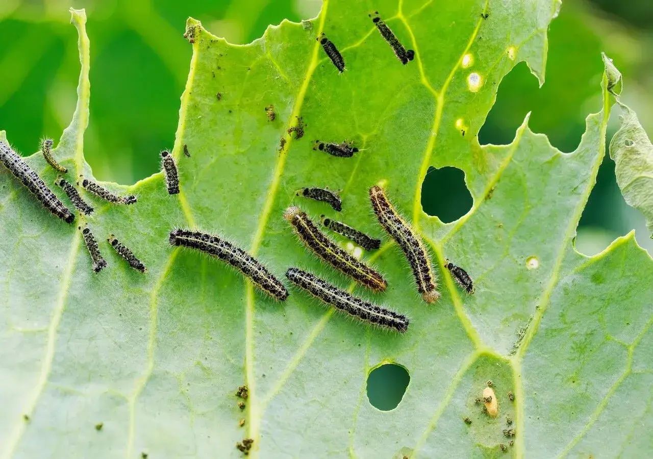Bruchi su foglia verde, con buchi evidenti. Si cercano rimedi naturali per le foglie mangiate.