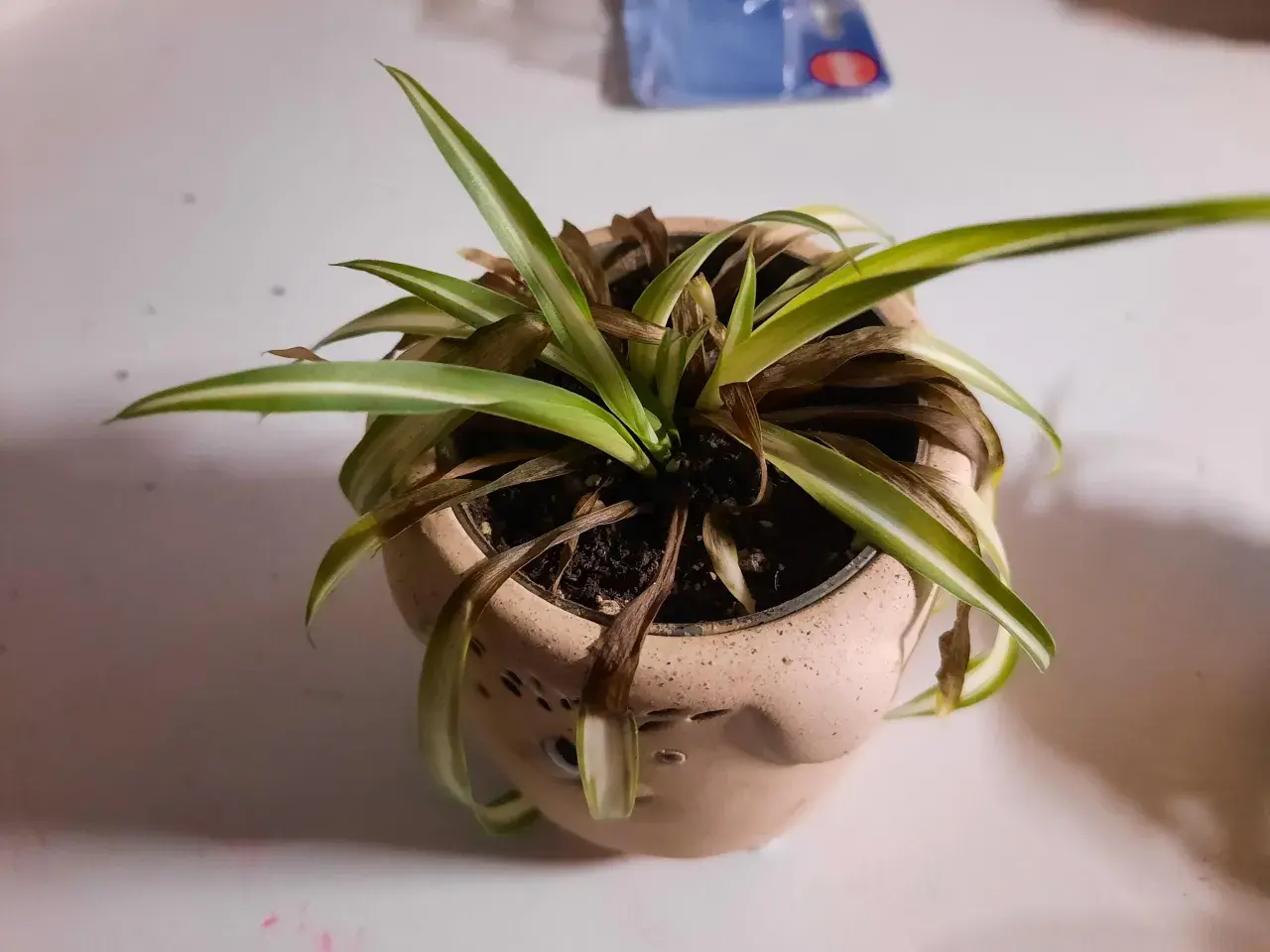 Un falangio con foglie secche e ingiallite necessita di cure. La pianta in vaso mostra segni di stress, con molte foglie marroni.