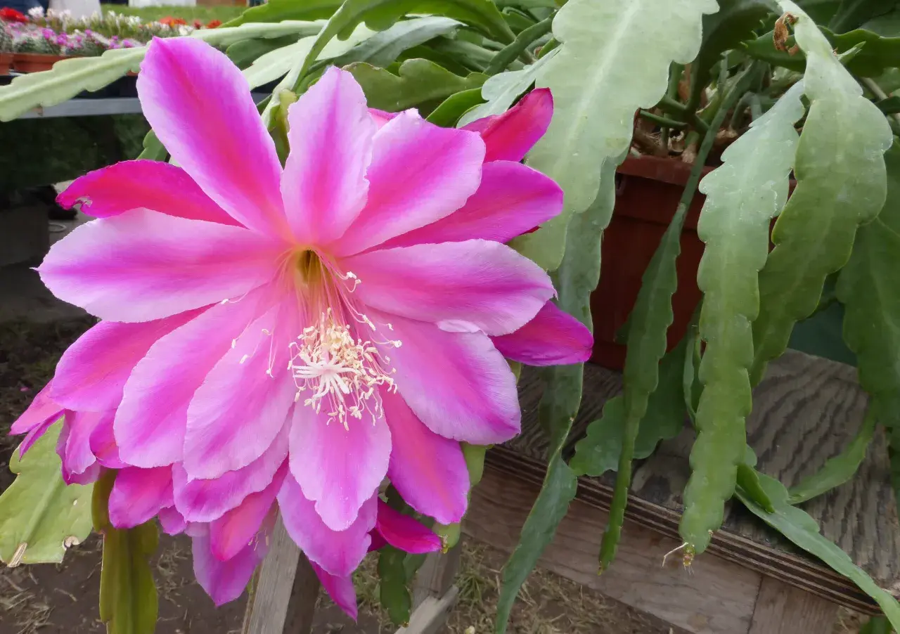 Un fiore rosa acceso di una pianta epifita, che cresce su un supporto, con steli verdi e piatti.