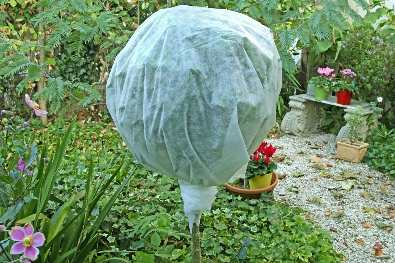 Pianta di limone in vaso protetta da un telo bianco per l'inverno, circondata da fiori e fogliame autunnale.