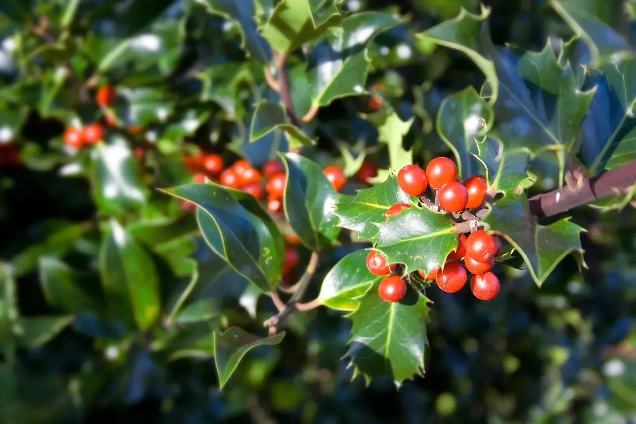 Ramo di agrifoglio con lucide foglie verdi e grappoli di bacche rosse, simbolo della pianta di Natale.