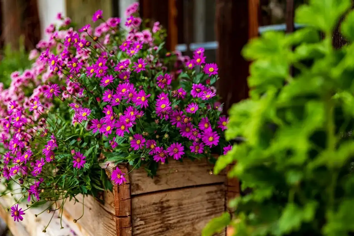 Un fiorito cesto di legno accoglie un tripudio di fiori viola, un vero fiore di maggio che annuncia la primavera.