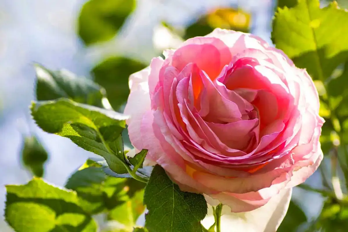 Una splendida talea di rosa rosa, con petali vellutati illuminati dal sole, circondata da foglie verdi e un bocciolo in attesa.