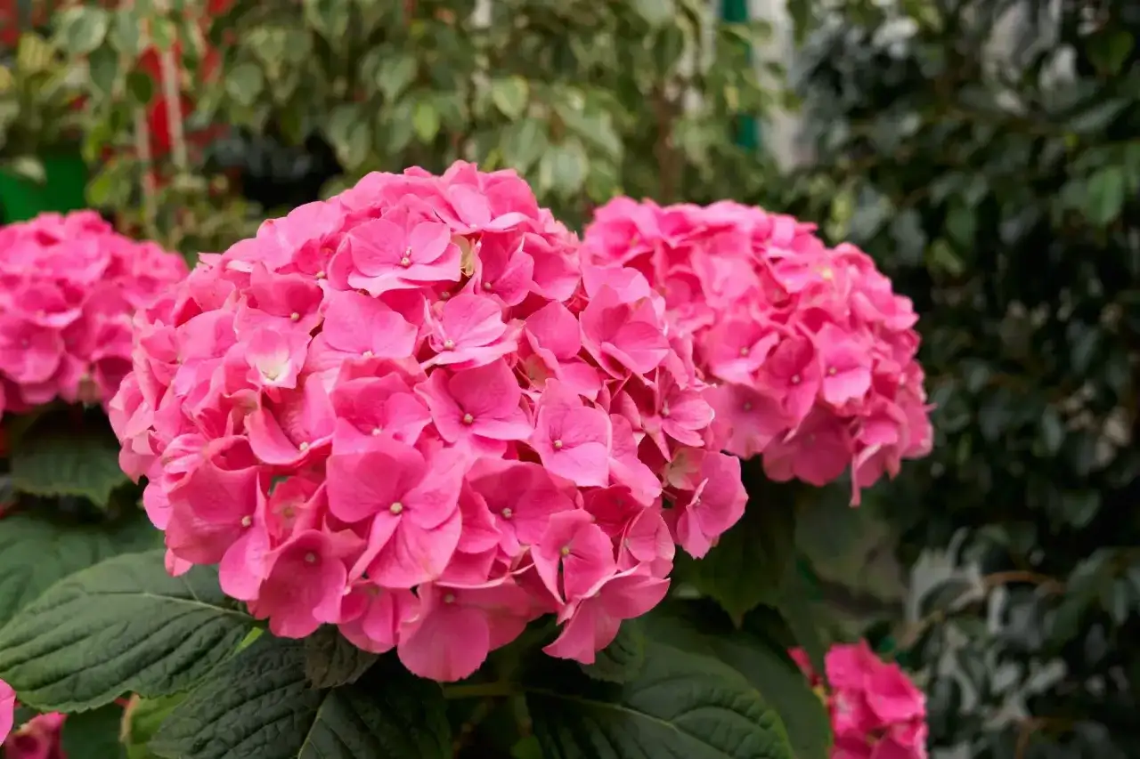 Fiori rosa vivaci di ortensie, con foglie verdi scure. Un tocco di acqua e aceto per ortensie le mantiene rigogliose.
