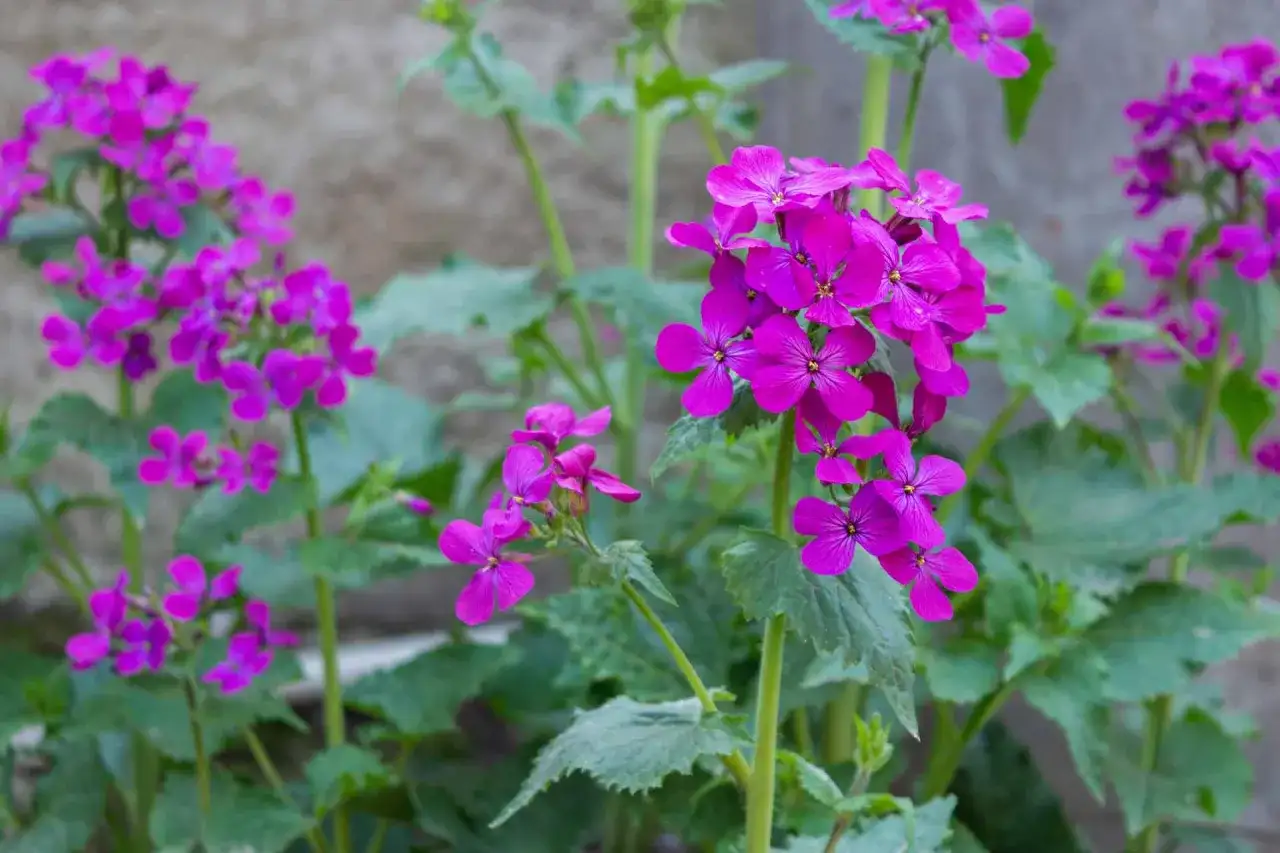 Fiori viola intenso della pianta lunaria, con petali delicati che si aprono verso la luce.