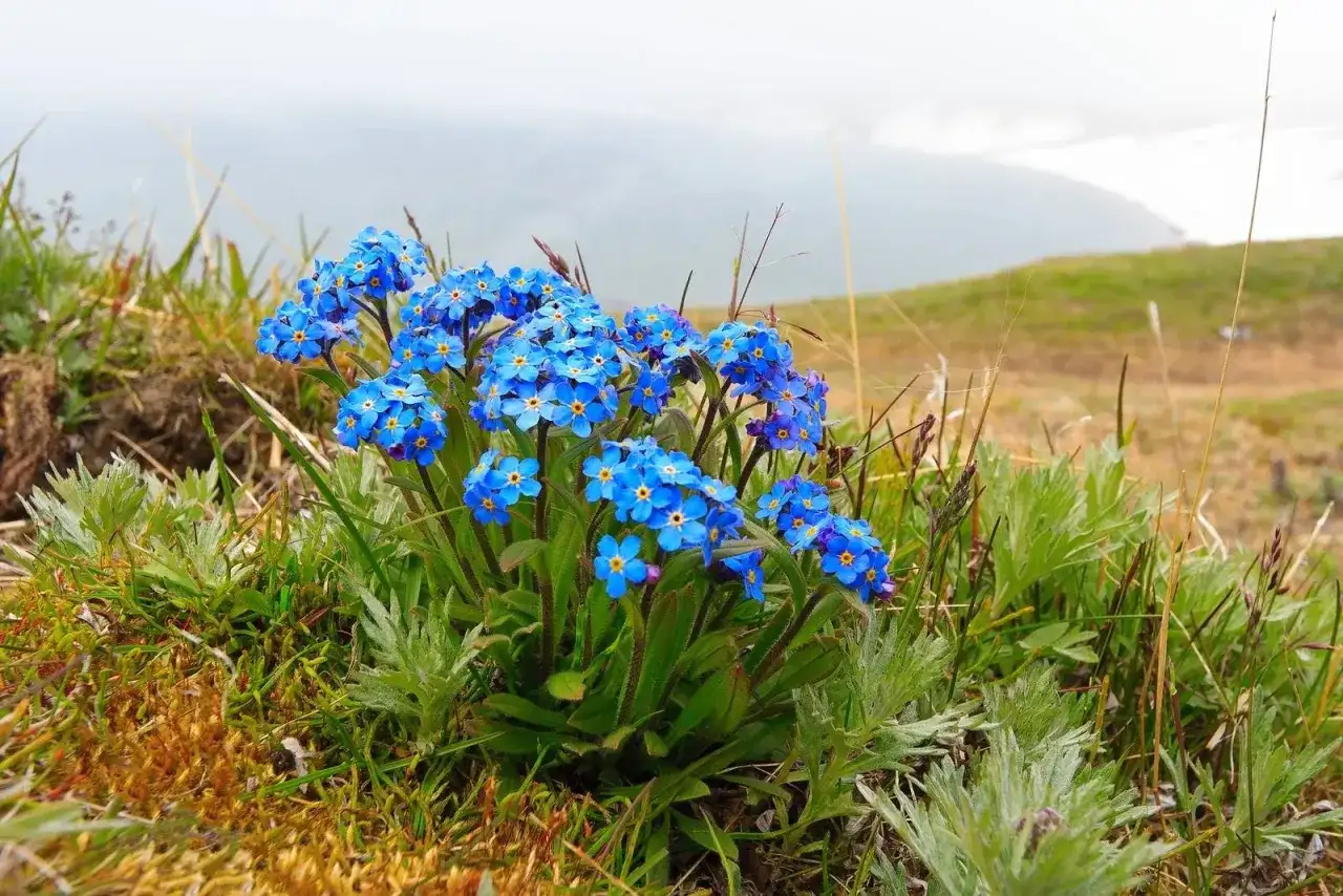 Un mazzo di piccoli fiori blu, i "non ti scordar di me", spuntano tra l'erba su un pendio nebbioso.