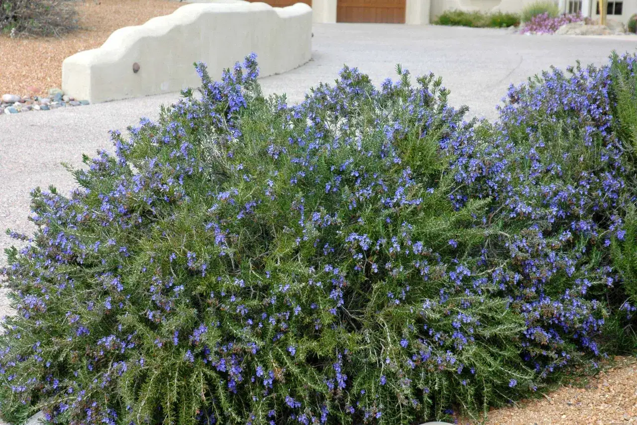 Un cespuglio fiorito di rosmarino, ideale tra le piante da terrazzo resistenti, con piccoli fiori blu intenso su fogliame verde intenso.