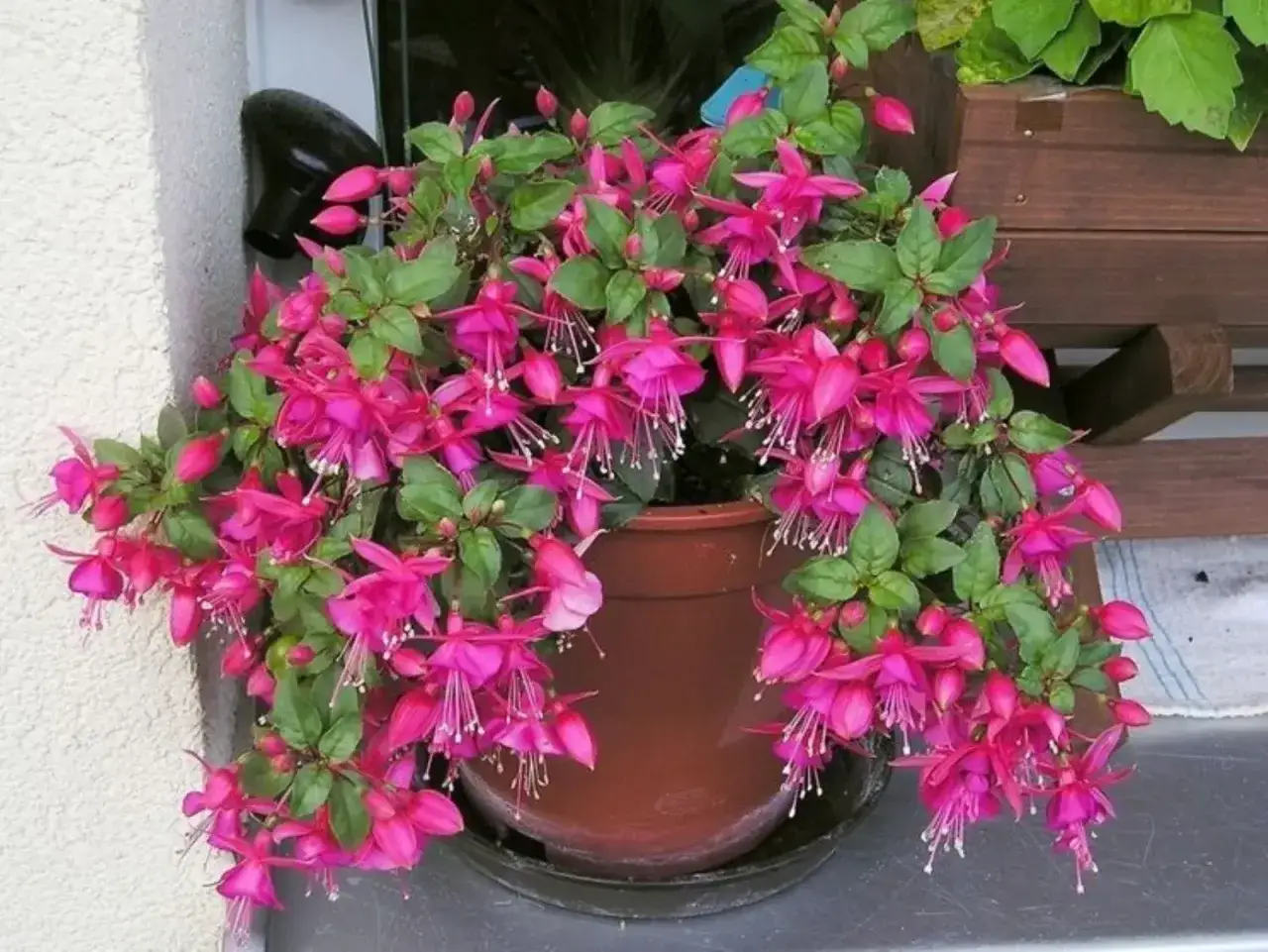 Fiori campanelle rosa intenso adornano un balcone, creando un tripudio di colore.