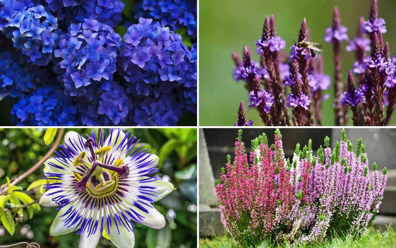 Fiori che fioriscono a settembre: ortensie blu, verbena con ape, passiflora e brugo rosa e viola.