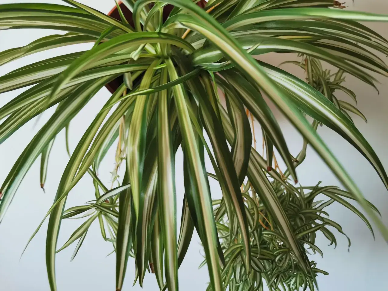 Un Chlorophytum comosum con lunghe foglie verdi e bianche, che pendono creando un effetto cascata.