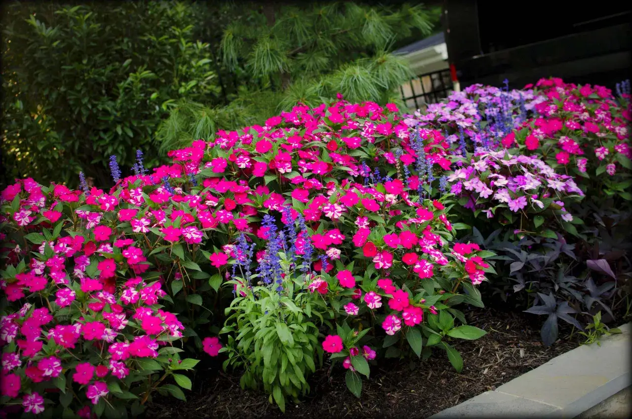 Fioritura rigogliosa di piante da esterno che non hanno bisogno di sole: impatiens fucsia e viola, con spighe blu di salvia.