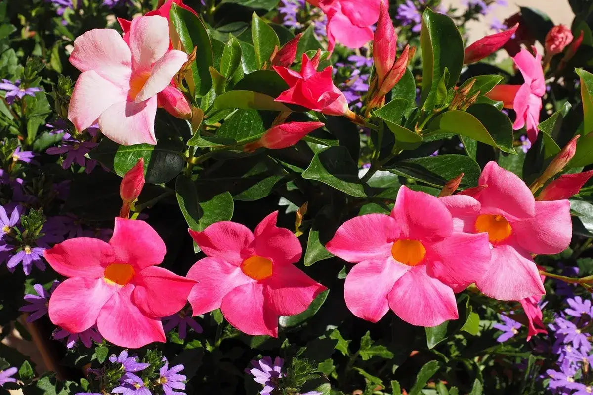 Fiori rosa vivaci di mandevilla rampicante sbocciano tra foglie verdi lucide, con piccoli fiori viola sullo sfondo.