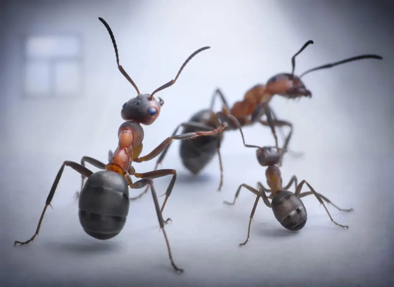 Tre formiche in primo piano, una sembra osservare l'altra. Un'invasione formiche in miniatura.