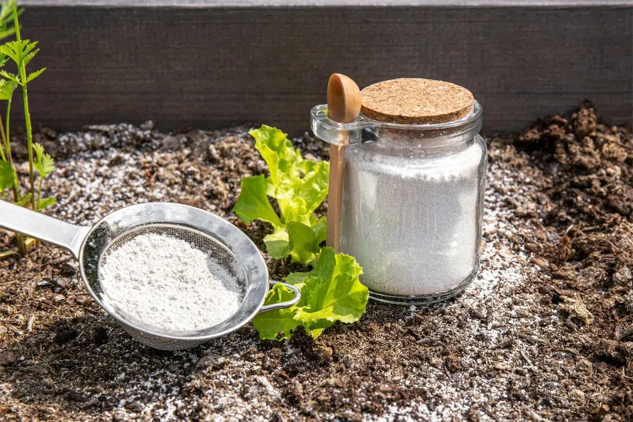 Polvere setacciata e barattolo con terra e piantine: rimedi naturali per sapere come eliminare le formiche dalle piante.