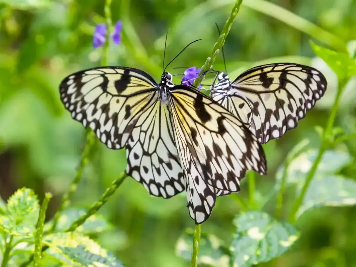 Due farfalle bianche e nere su un fiore viola. Un esempio di come attirare le farfalle con i colori giusti.