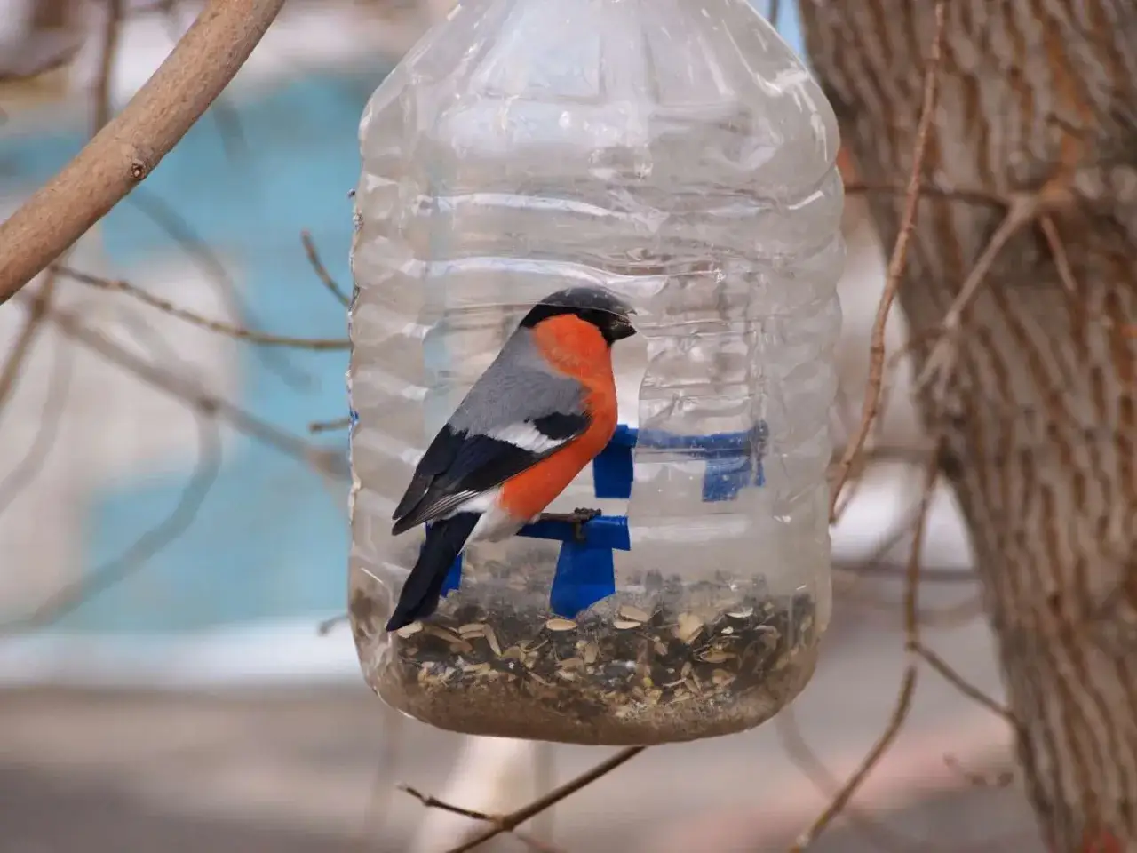 Un pettirosso si posa su una mangiatoia per uccelli fai da te, fatta con una bottiglia di plastica, piena di semi.