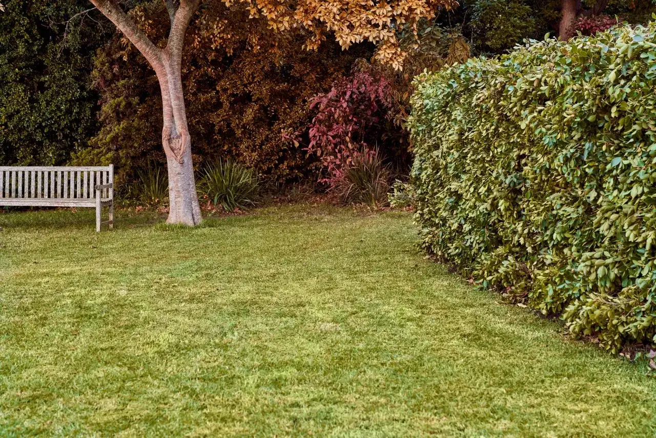 Un prato autunnale con panchina in legno, alberi dalle foglie dorate e una siepe verde.