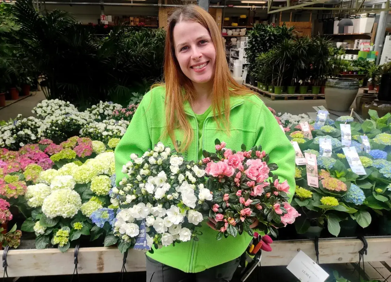 Donna sorridente in un vivaio, tiene in mano splendide azalee, perfette piante acidofile da appartamento.