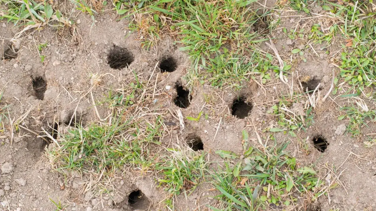 Numerosi buchi nel terreno, opera di insetti che scavano, circondati da erba secca e verde.