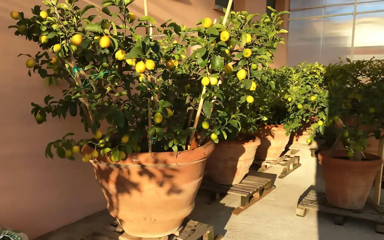 Piante di limone in vaso in inverno, cariche di frutti gialli, protette dal freddo e illuminate dal sole.