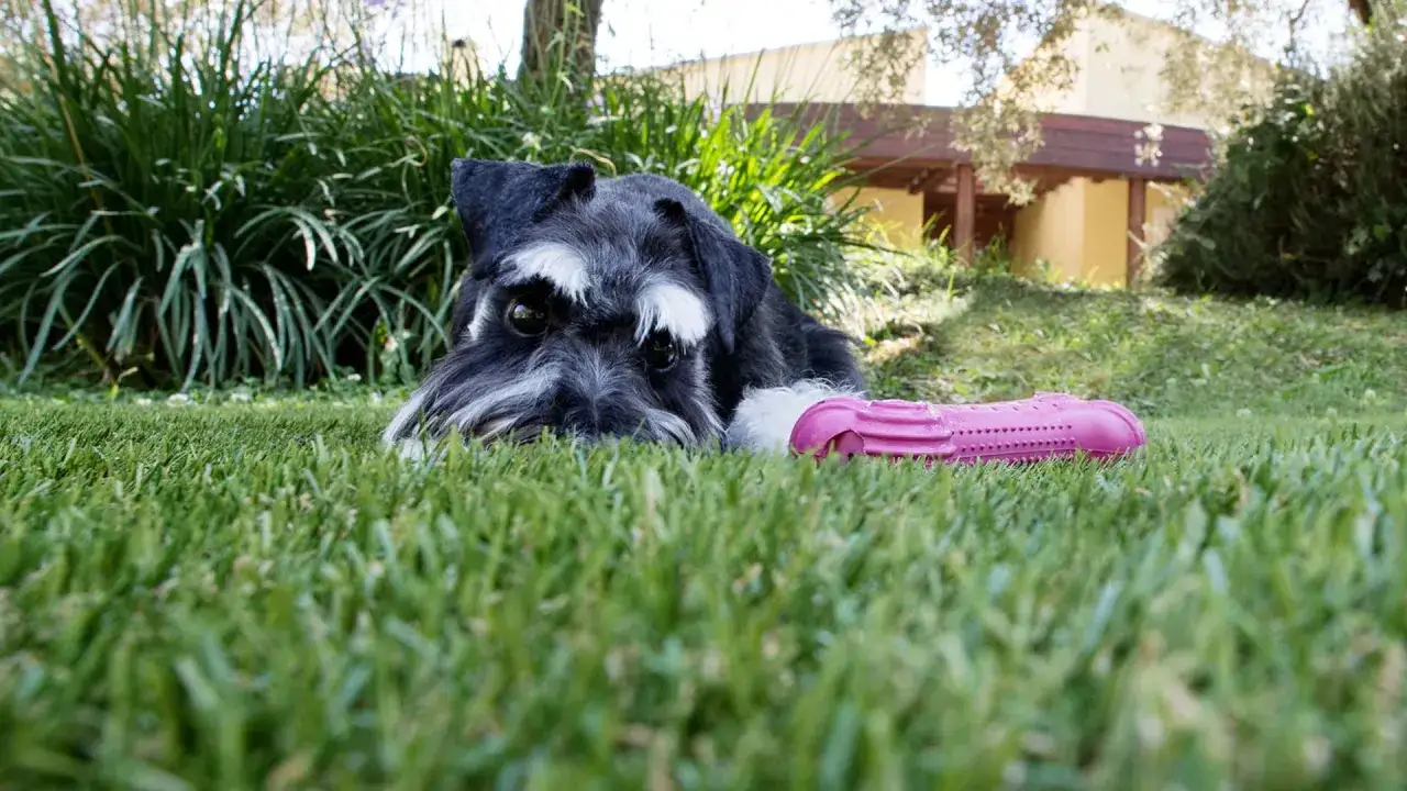 Un cane schnauzer giace sull'erba vicino a un giocattolo rosa. Attenzione, il diserbante &egrave; pericoloso per i cani.