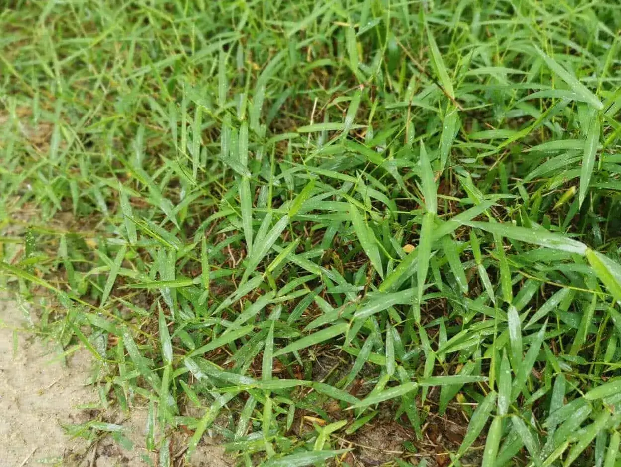 Un tappeto di erbe infestanti a foglia stretta, con gocce di rugiada che brillano sulle foglie verdi.
