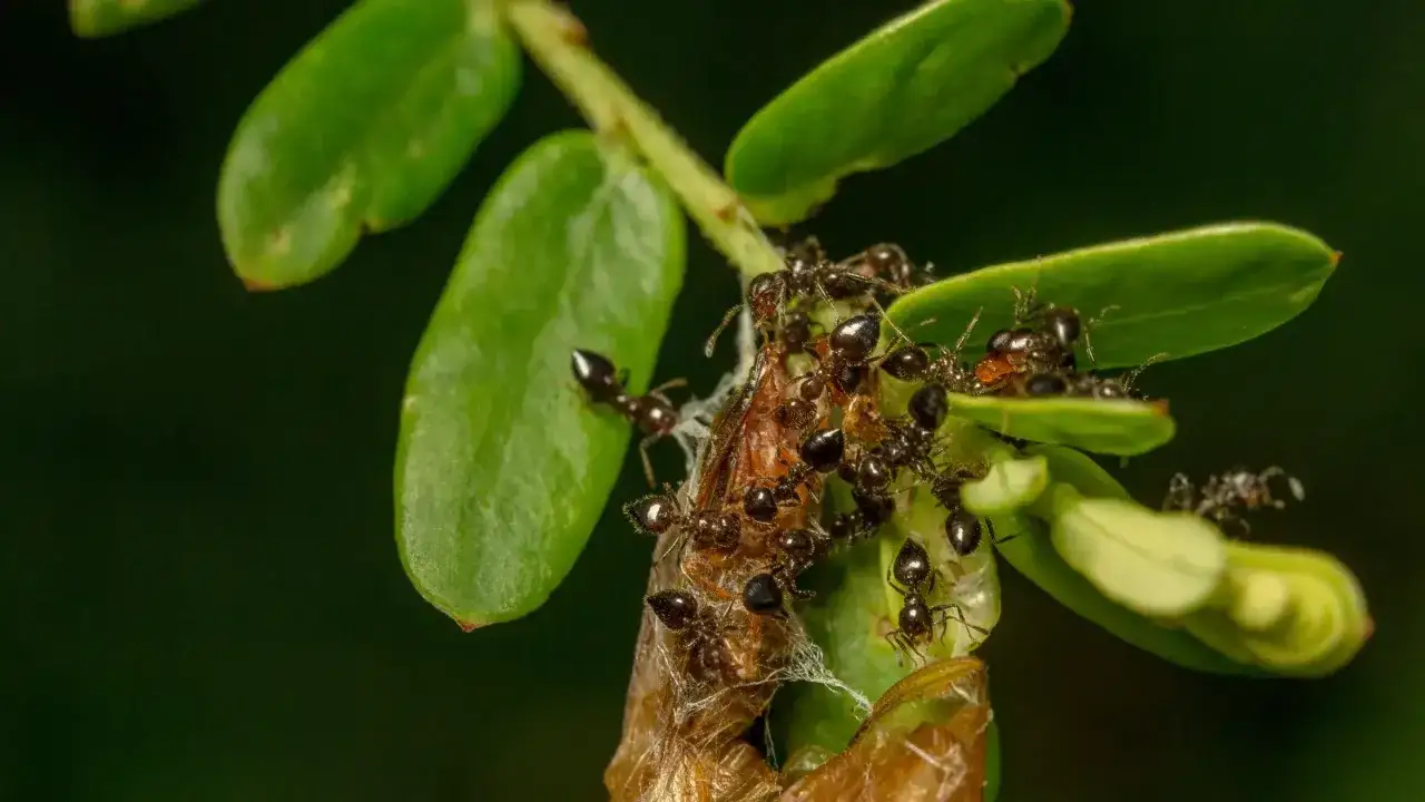 Un gruppo di formiche nere si affolla su un ramo verde, un'immagine che fa pensare a come eliminare le formiche.