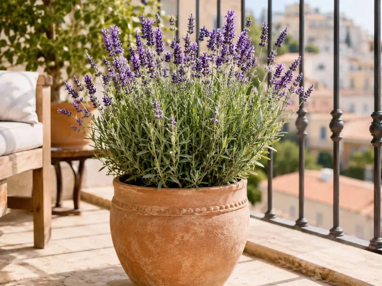 Lavanda in vaso su un balcone soleggiato, ideale tra le piante da balcone pieno sole poca acqua.