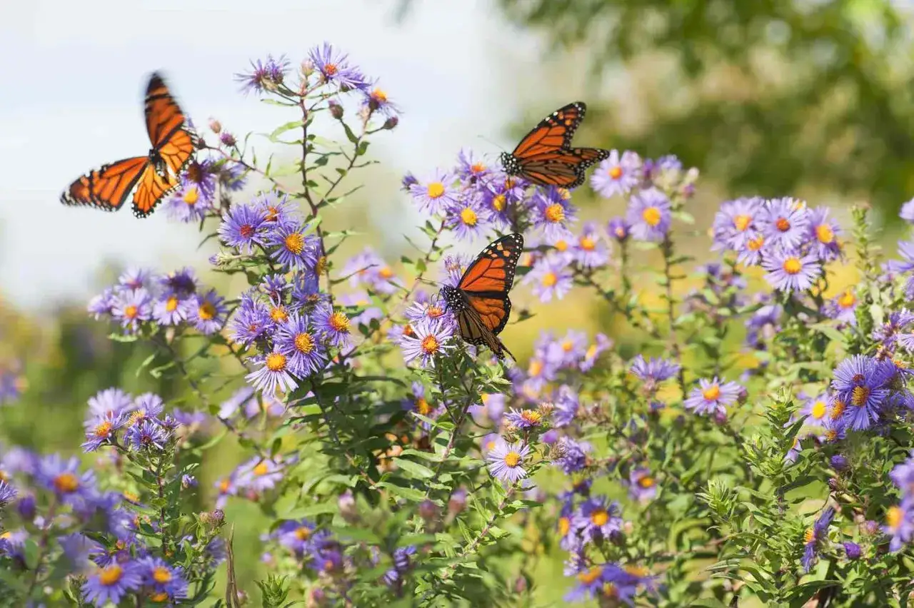 Tre farfalle monarca si posano su una pianta che attira le farfalle, con fiori viola e gialli in piena fioritura.