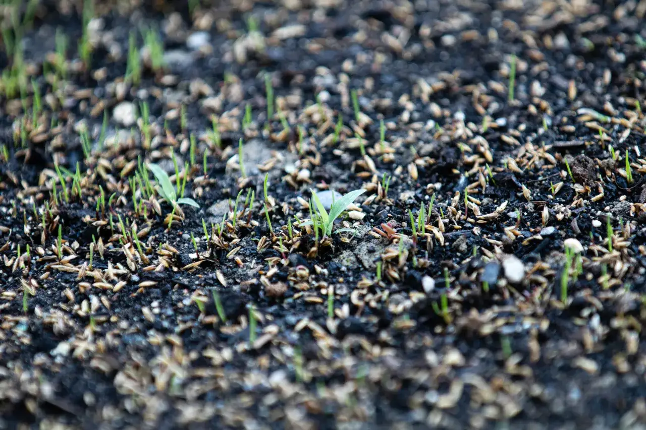 Germogli verdi spuntano dal terreno scuro, promessa di un prato dopo 15 giorni. Semi e terra si mescolano, un nuovo inizio.