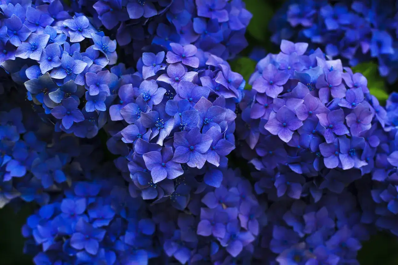 Fiori di ortensia blu intenso, un'esplosione di colore. Per mantenerli così vibranti, si usa acqua e aceto.