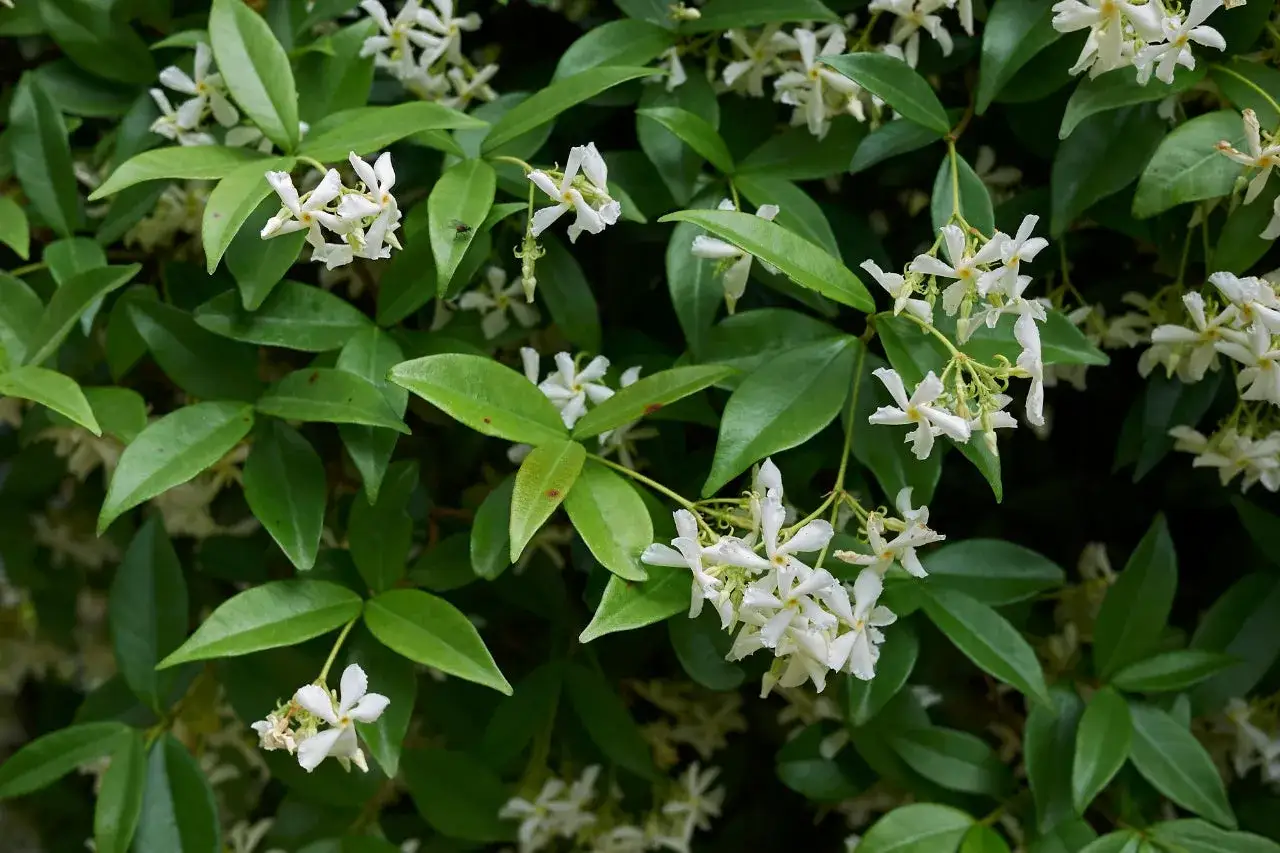 Pianta rampicante con foglie verdi lucide e grappoli di piccoli fiorellini bianchi a forma di stella.