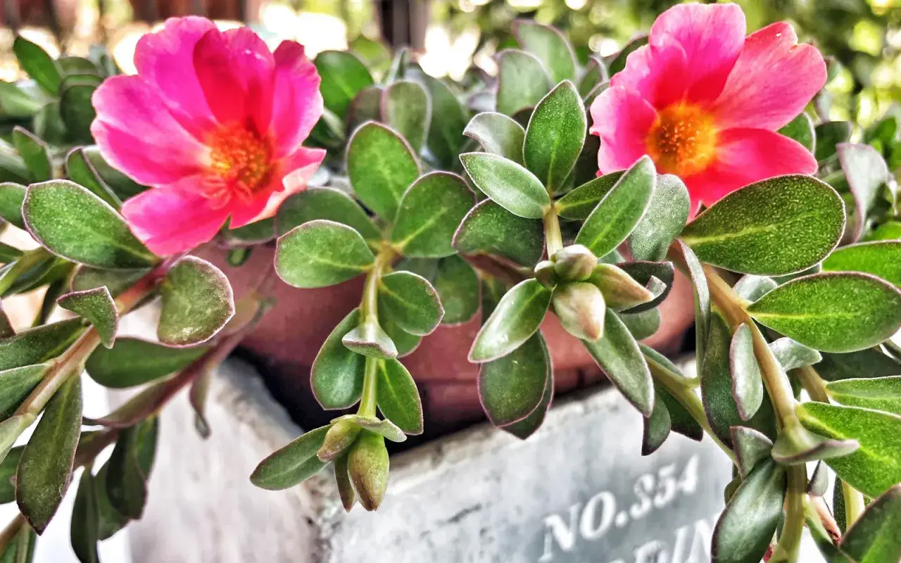Fiori di portulaca rosa acceso sbocciano su un balcone, con foglie verdi succulente e boccioli pronti ad aprirsi.