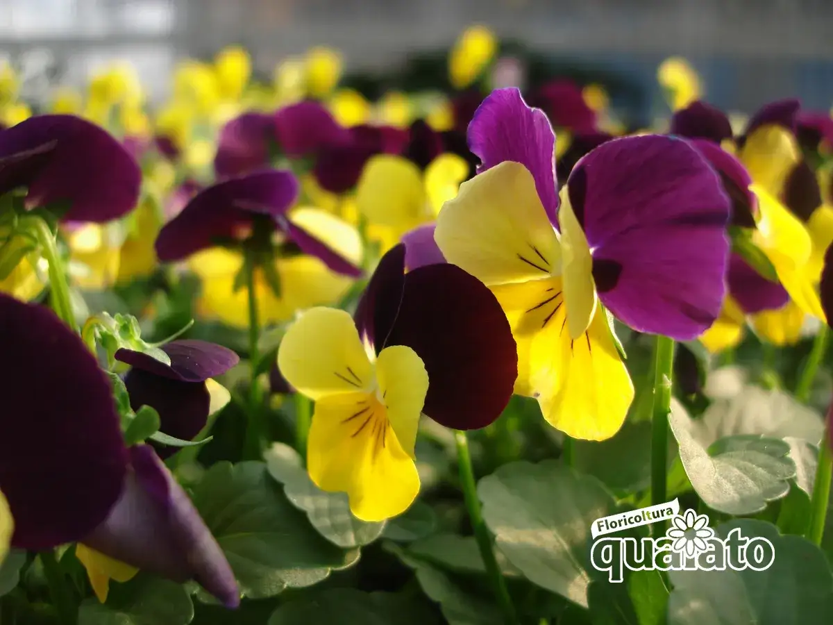 Fiori viola e gialli, un tripudio di colori che resiste al freddo. Queste piante sono perfette per dare vita al tuo giardino in inverno.