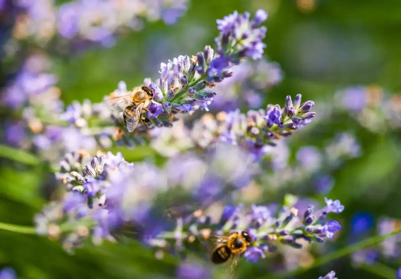 Api che raccolgono nettare da fiori di lavanda. Un modo naturale per attirare le api nel tuo giardino.
