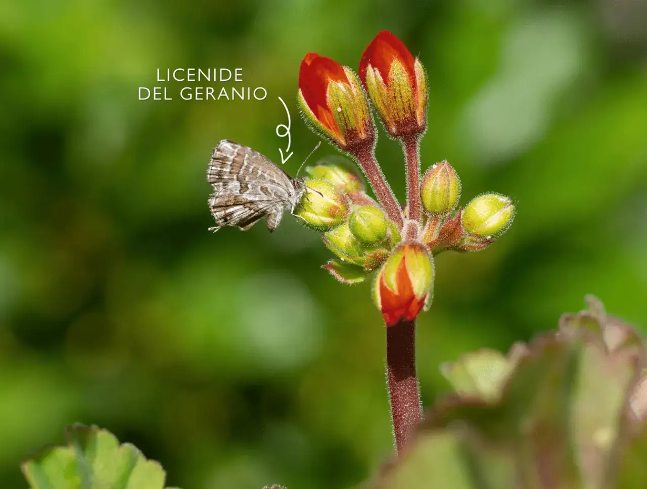 Una piccola farfallina del geranio si posa su un bocciolo rosso, pronta a nutrirsi.
