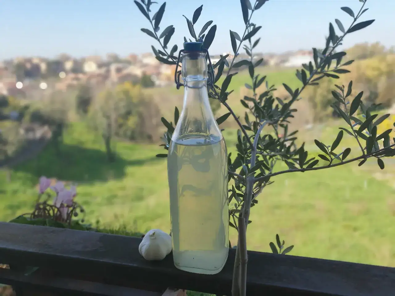 Una bottiglia di liquido chiaro e uno spicchio d'aglio, ingredienti per un antiparassitario naturale per piante.