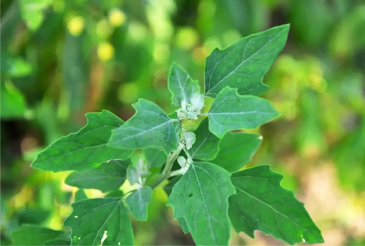 Foglie verdi e dentellate di erbacce infestanti, con un piccolo insetto verde in cima.